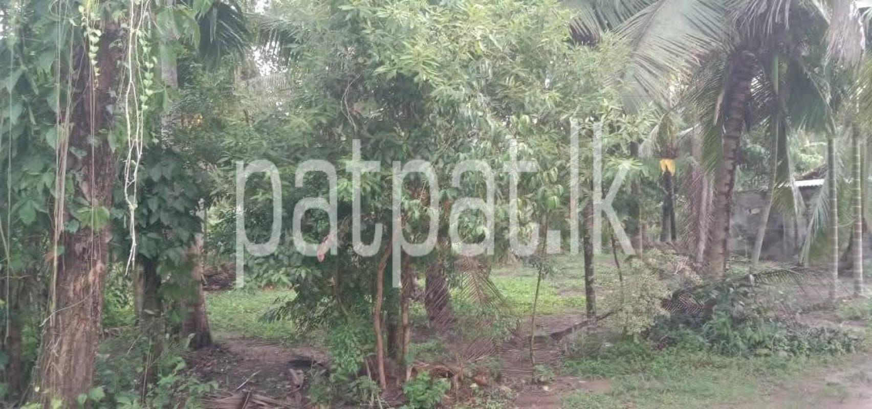 Commercial Land for Sale in Divulapitiya ads-image-1