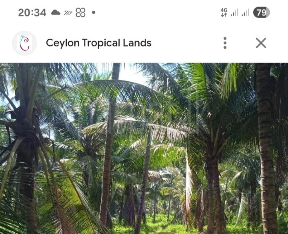 Agricultural Land for Sale in Hettipola ads-image-1