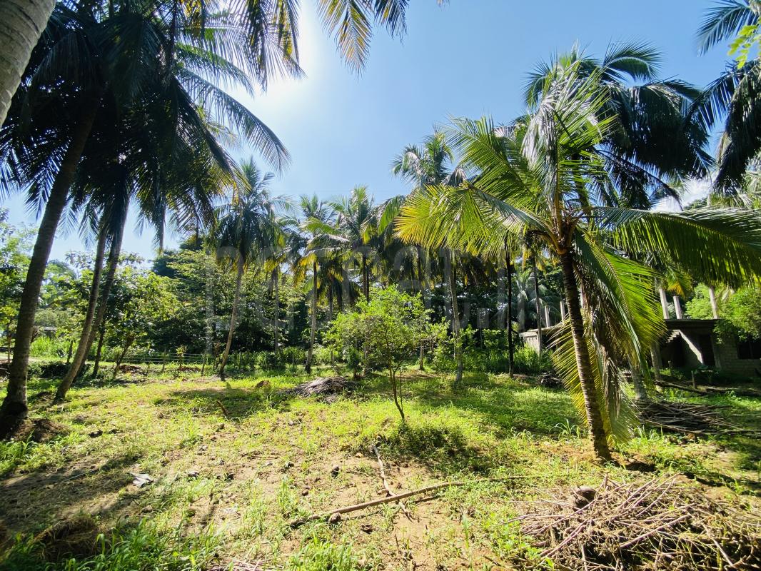 Commercial Land for Sale in Pallebedda