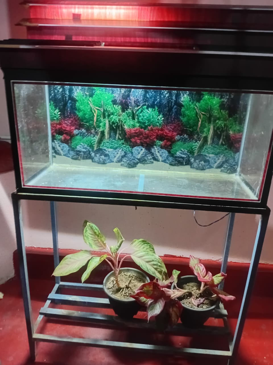 Fish Tank Sale– Complete Setup!