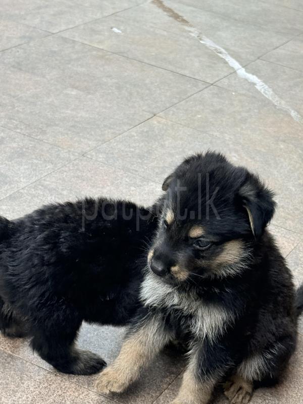 German Shepherd Puppies for Sale ads-image-1