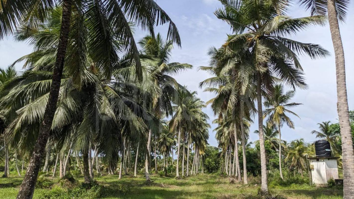 Agricultural Land for Sale in Nikaweratiya