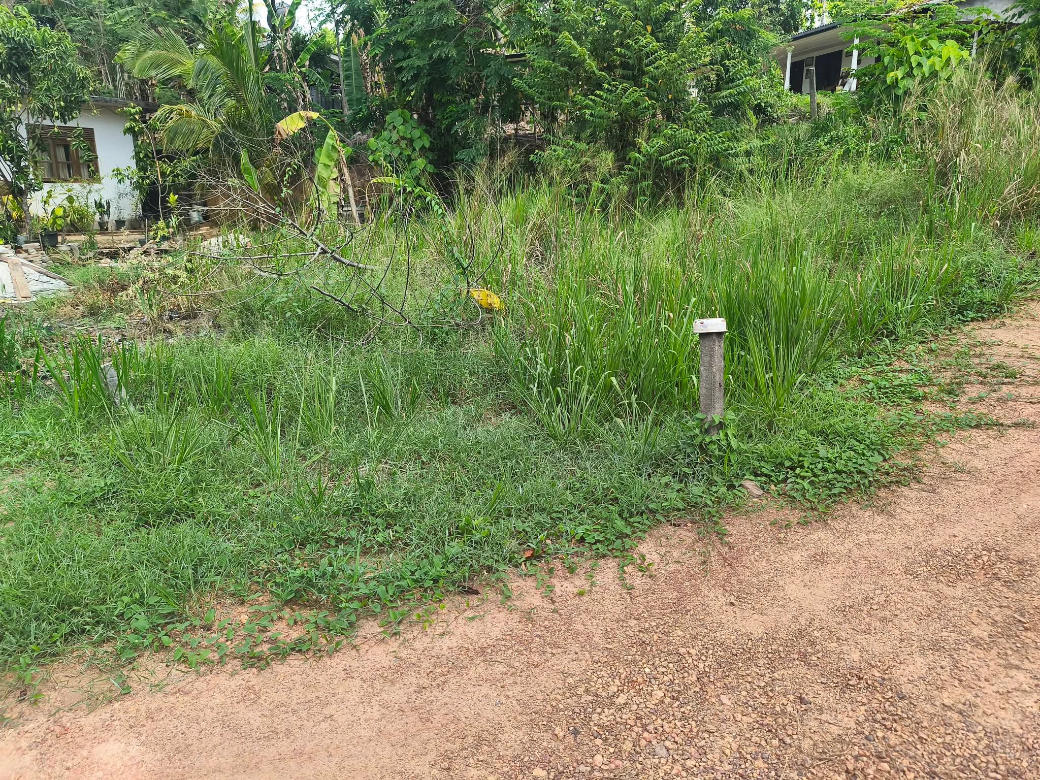 Agricultural Land for Sale in Ganemulla
