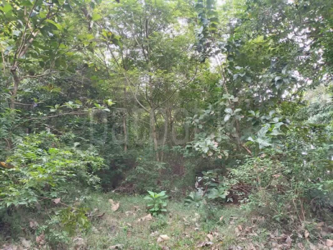 Agricultural Land for Sale in Puttalam