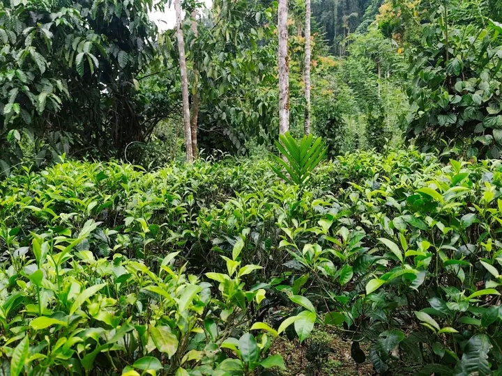 Commercial Land for Sale in Kitulgala