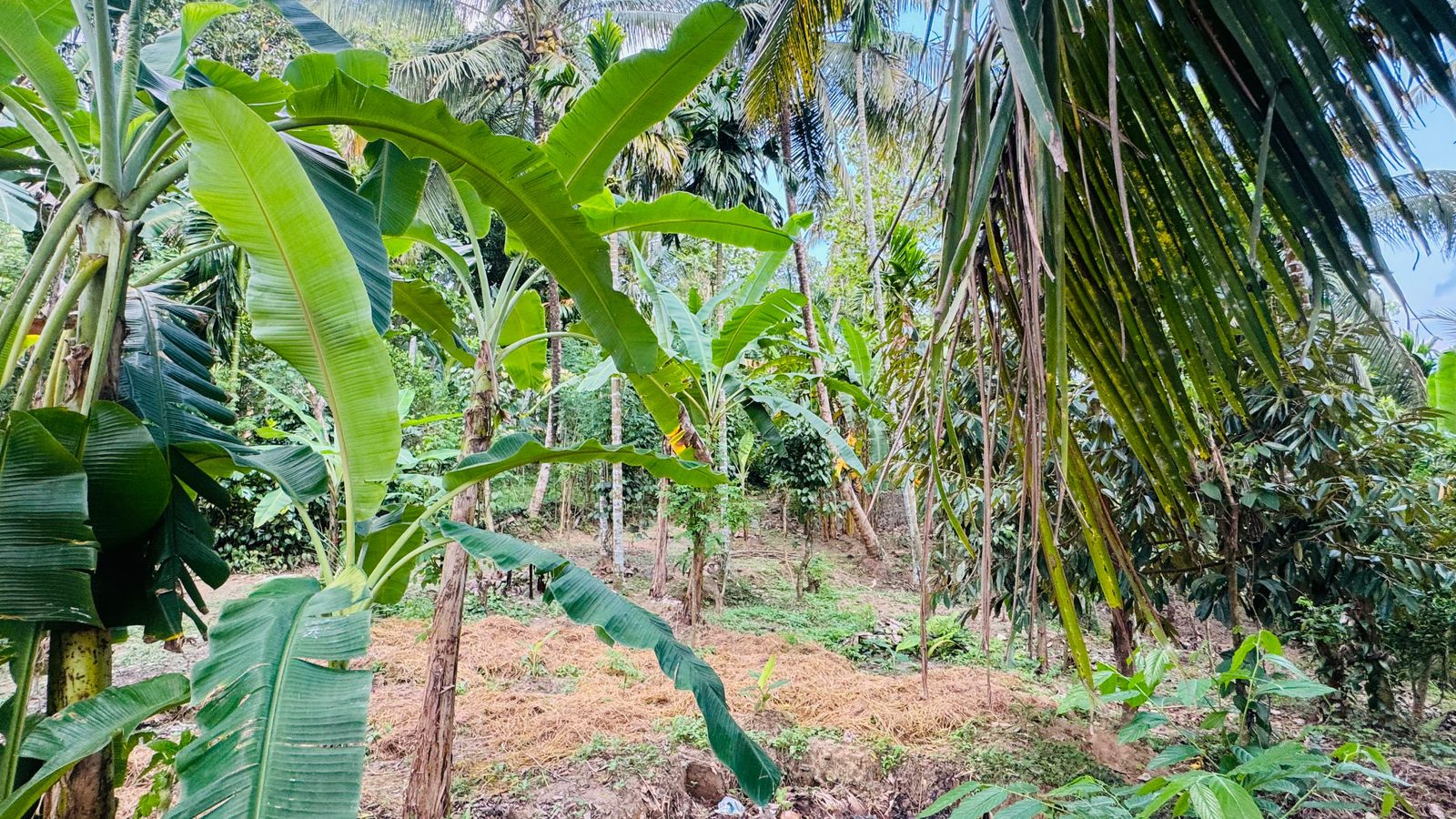 Commercial Land for Sale in Aranayaka ads-image-1