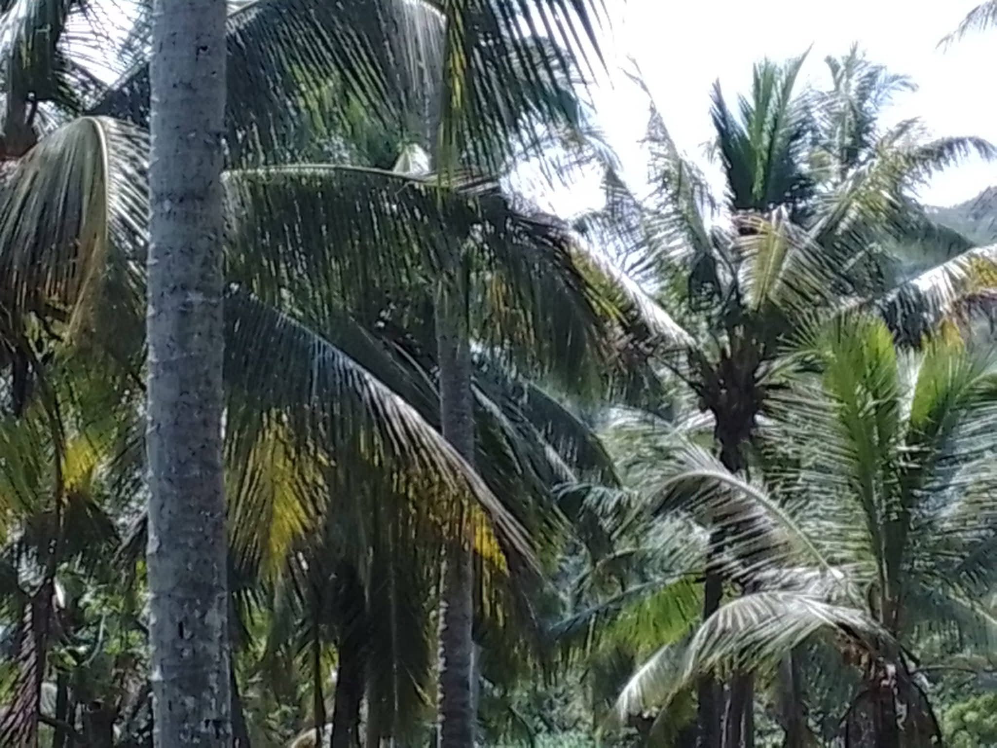 Agricultural Land for Sale in Pannala