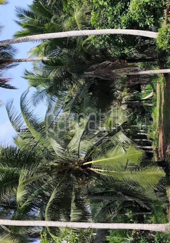 Agricultural Land for Sale in Badalgama