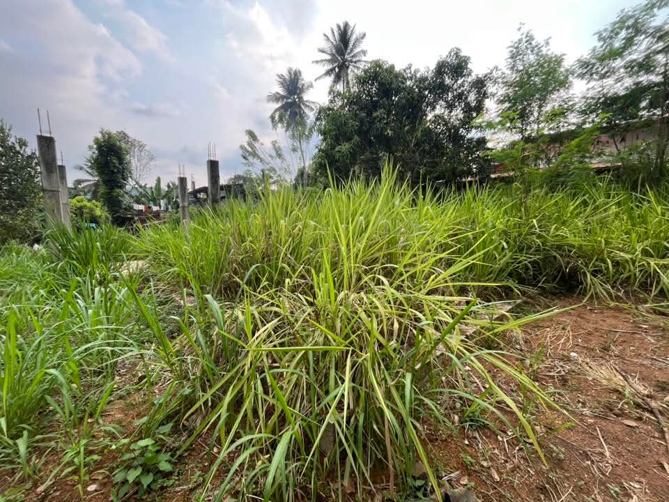 Commercial Land for Sale in Dewalegama