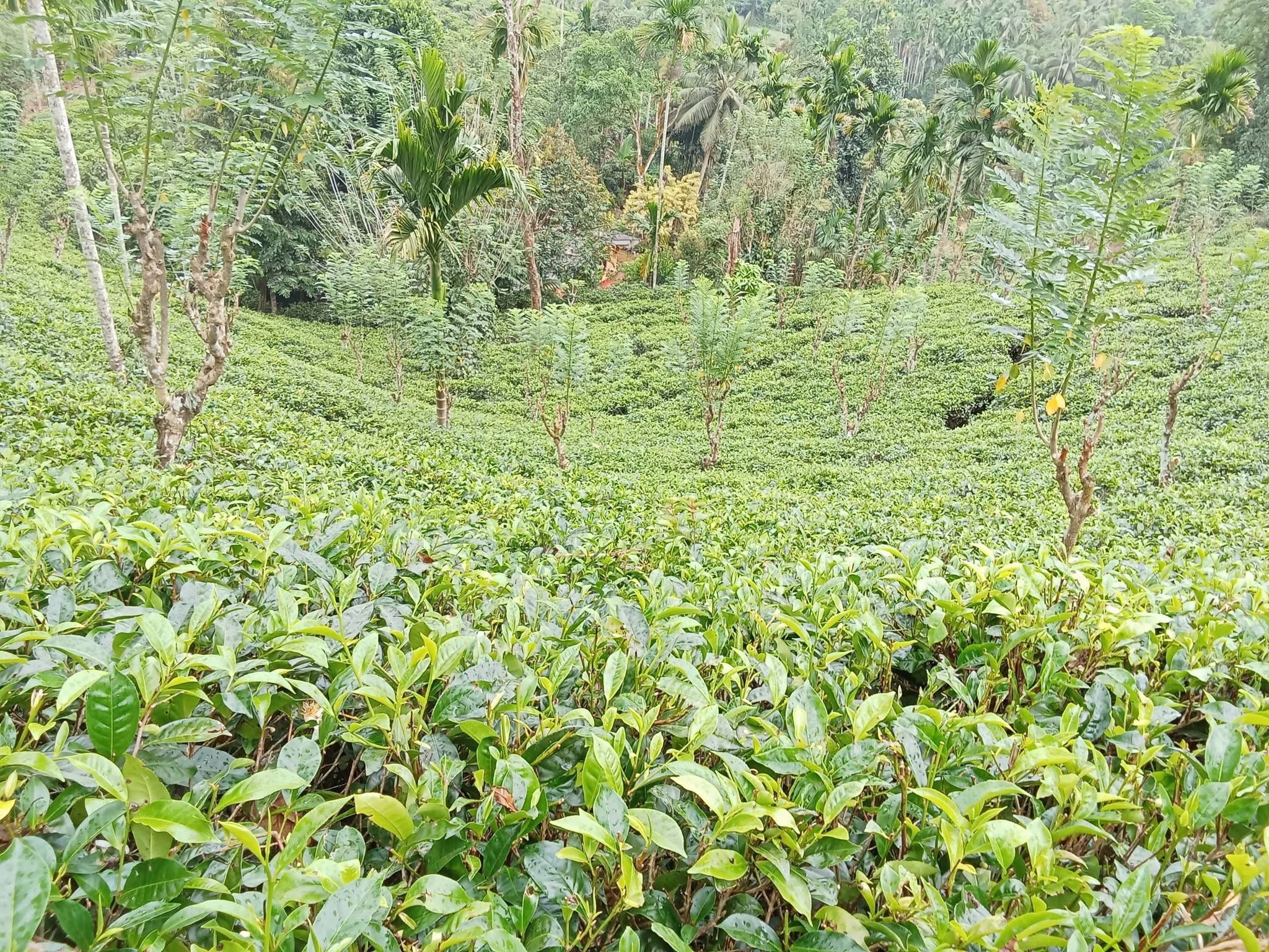 Agricultural Land for Sale in Deniyaya