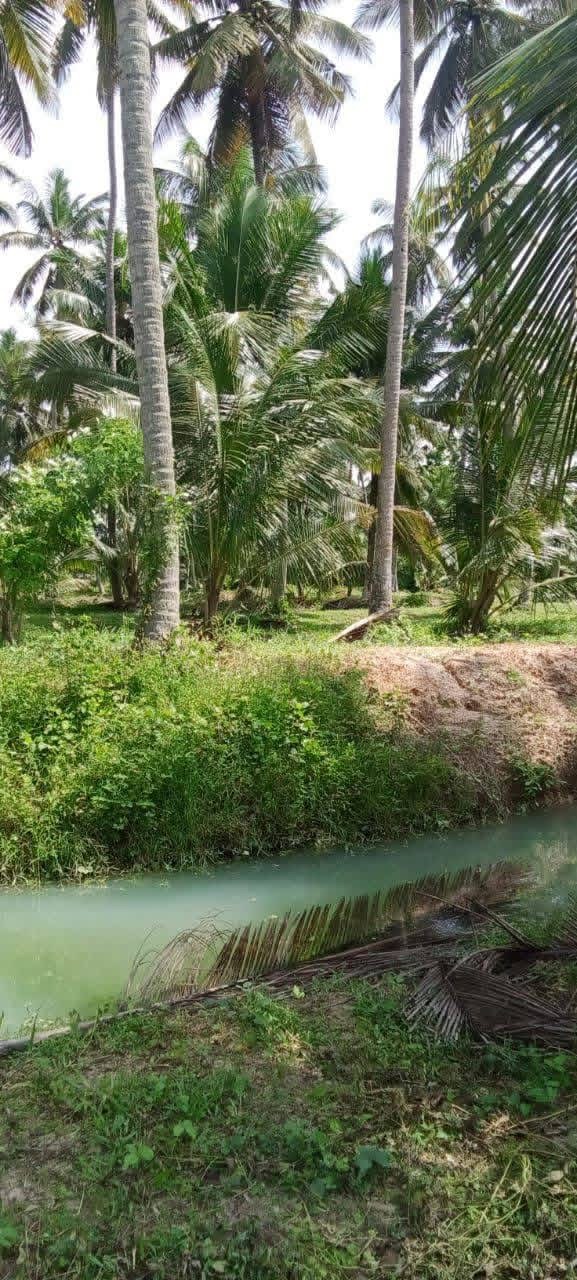 Agricultural Land for Sale in Divulapitiya