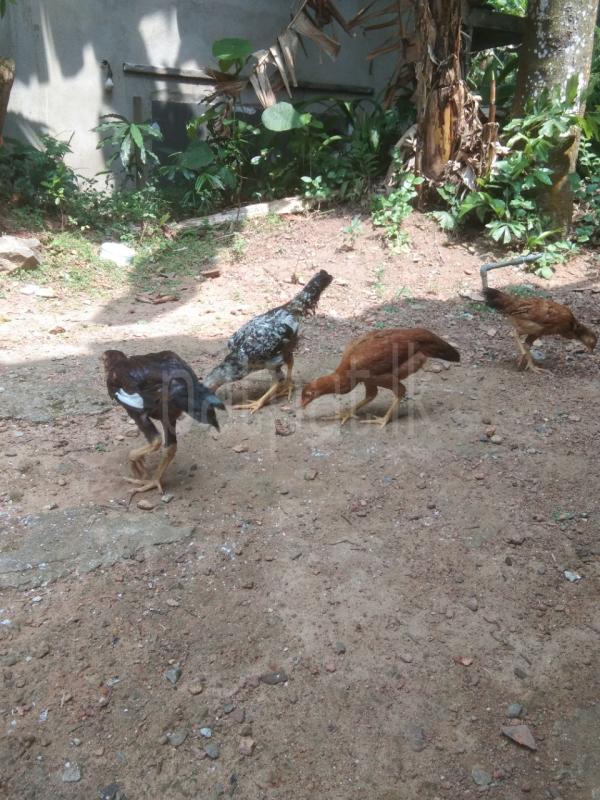 Advertisement image 6