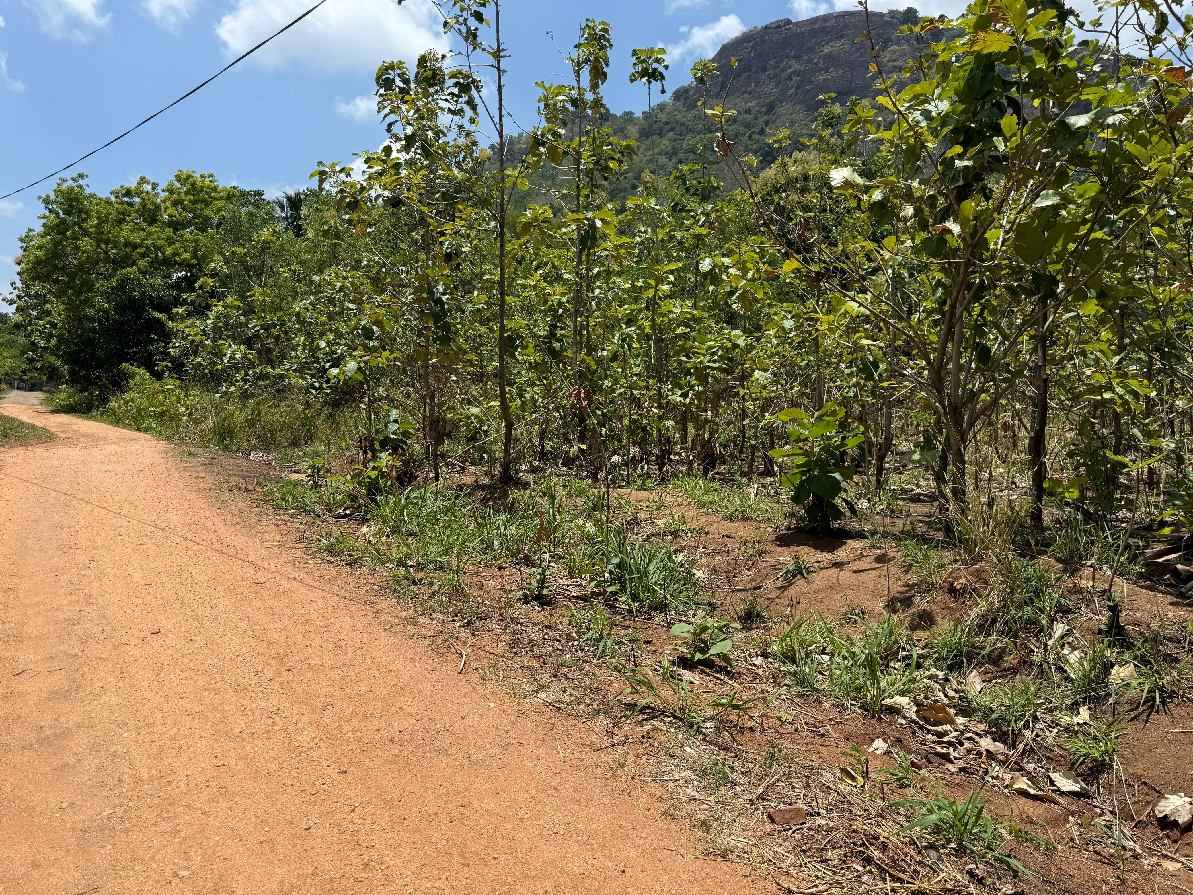 Residential Land for Sale in Lenadora