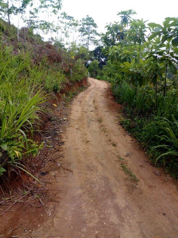 Agricultural Land for Sale in Peradeniya