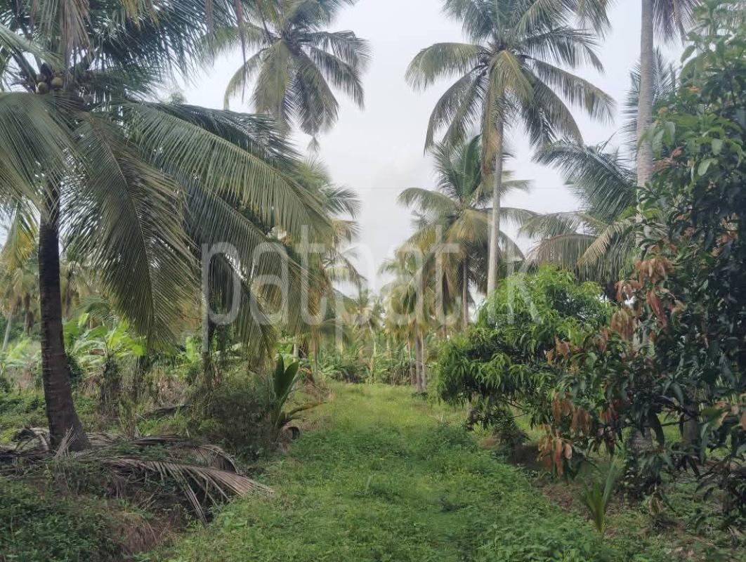 Agricultural Land for Sale in Wariyapola