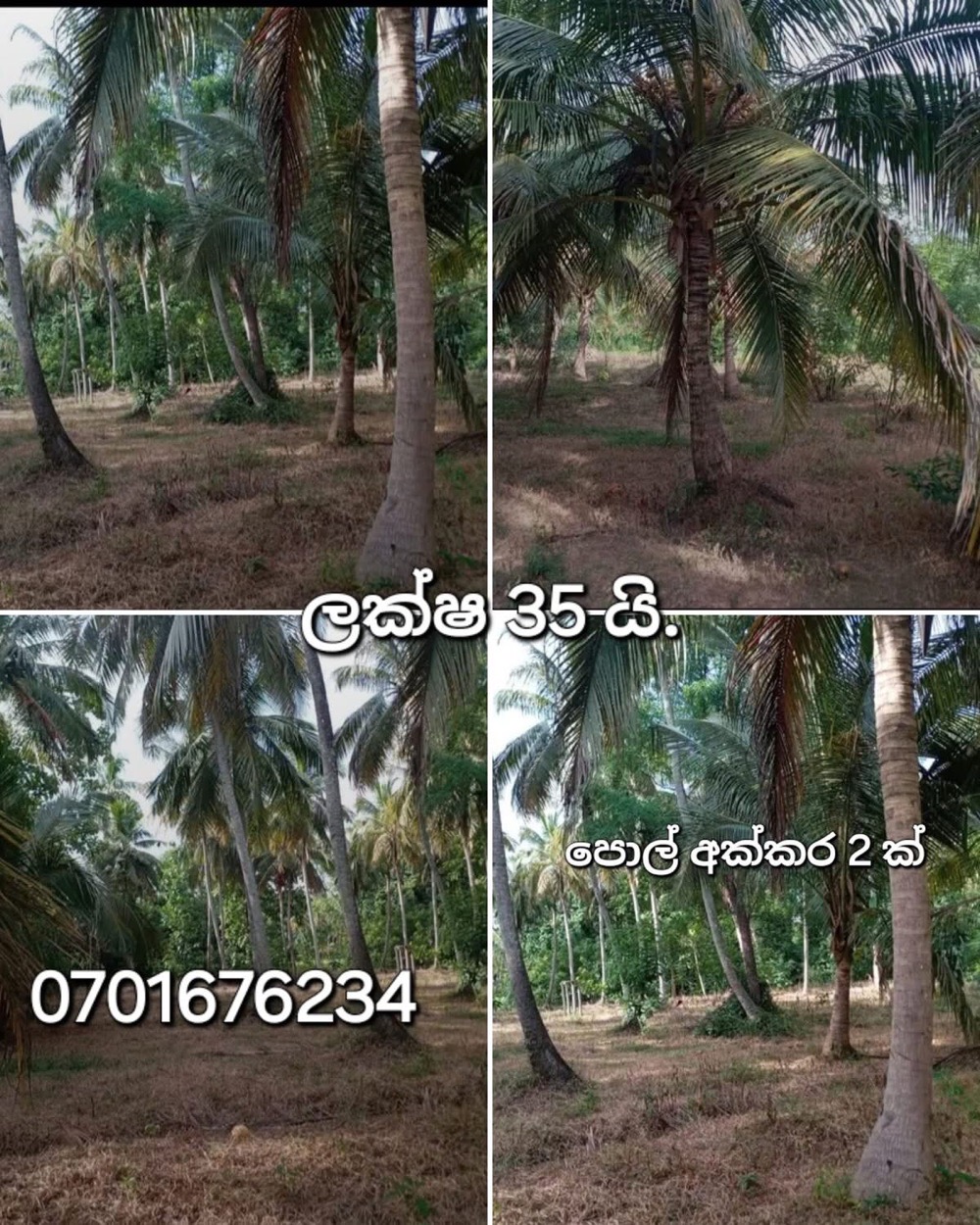 Agricultural Land for Sale in Wariyapola