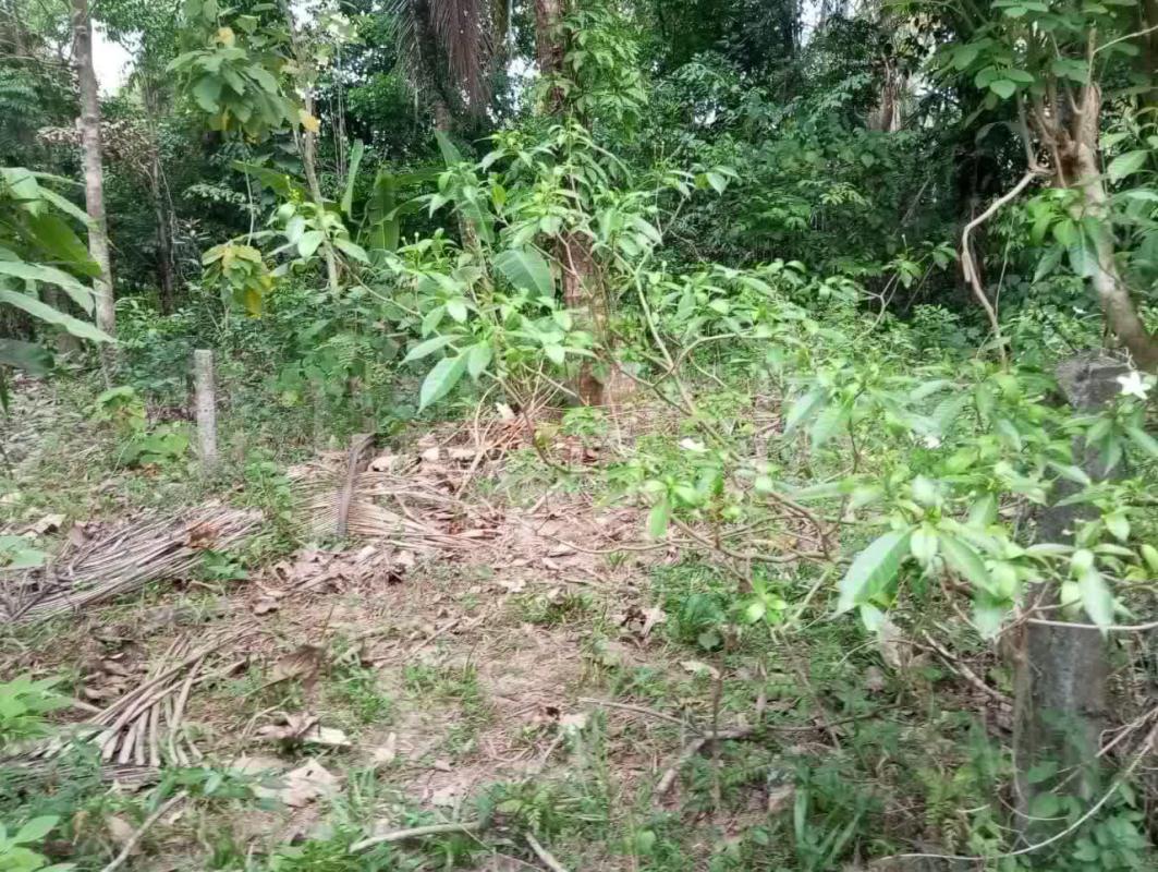 Agricultural Land for Sale in Divulapitiya