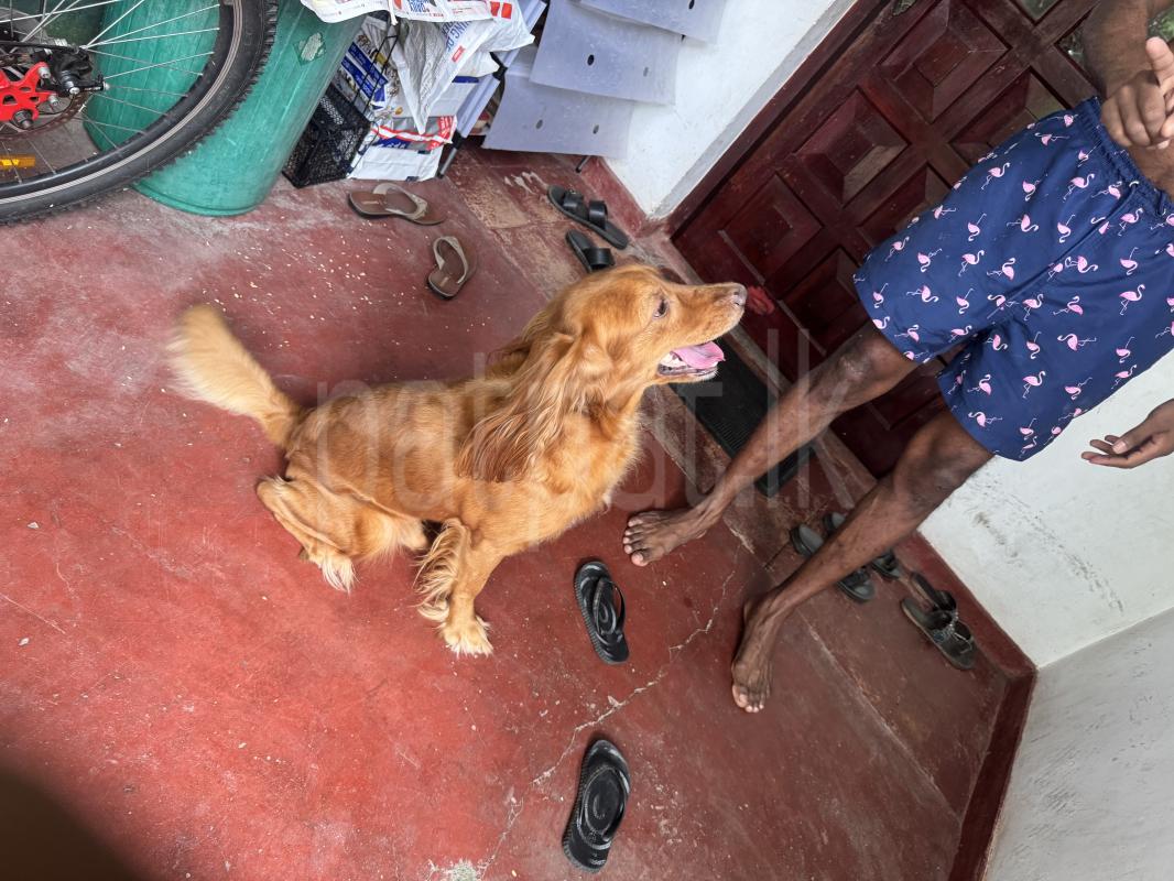 cocker spaniel For sell