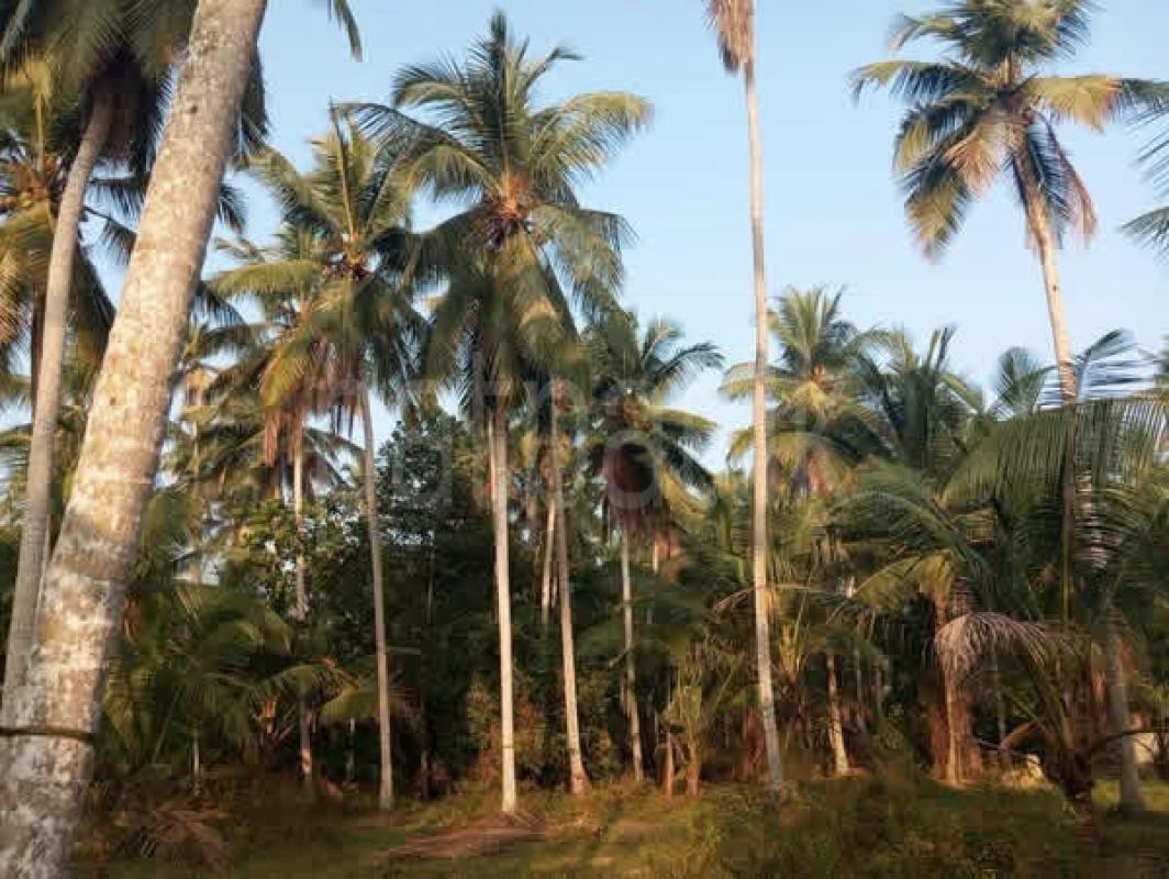 Agricultural Land for Sale in Gampaha