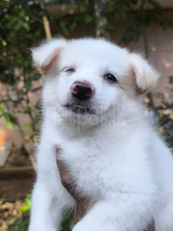 Lion Pomeranian