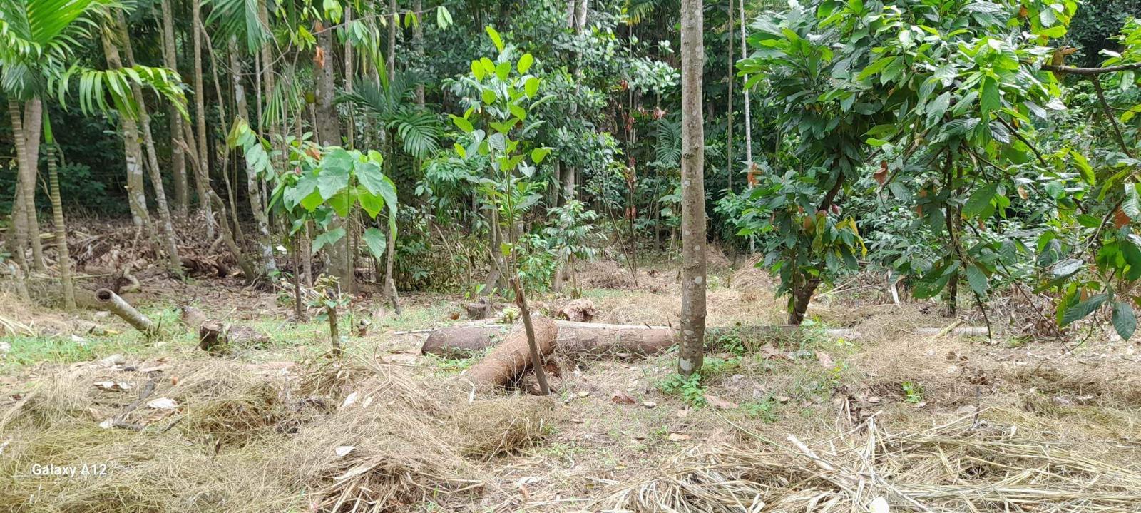 Residential Land for Sale in Digana