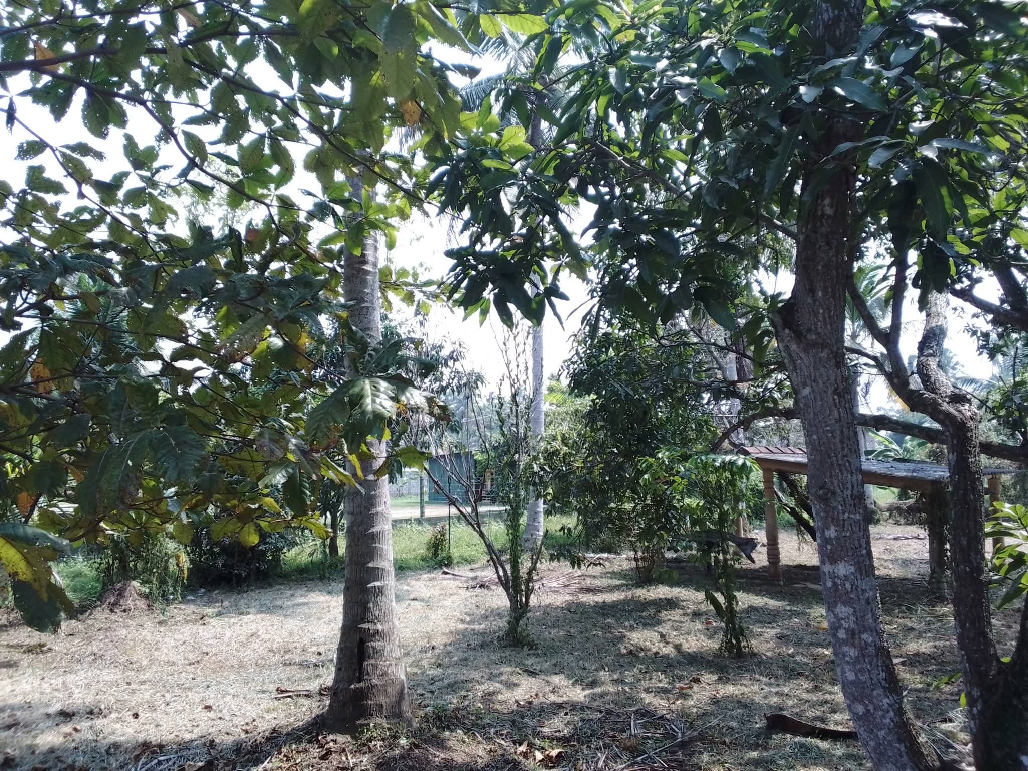 Residential Land for Sale in Katana