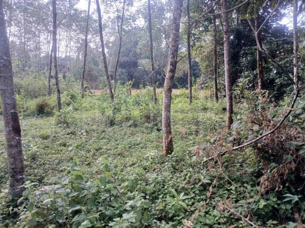 Agricultural Land for Sale in Horana