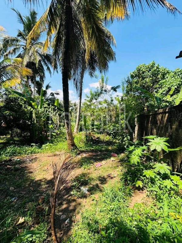 Agricultural Land for Sale in Ridigama