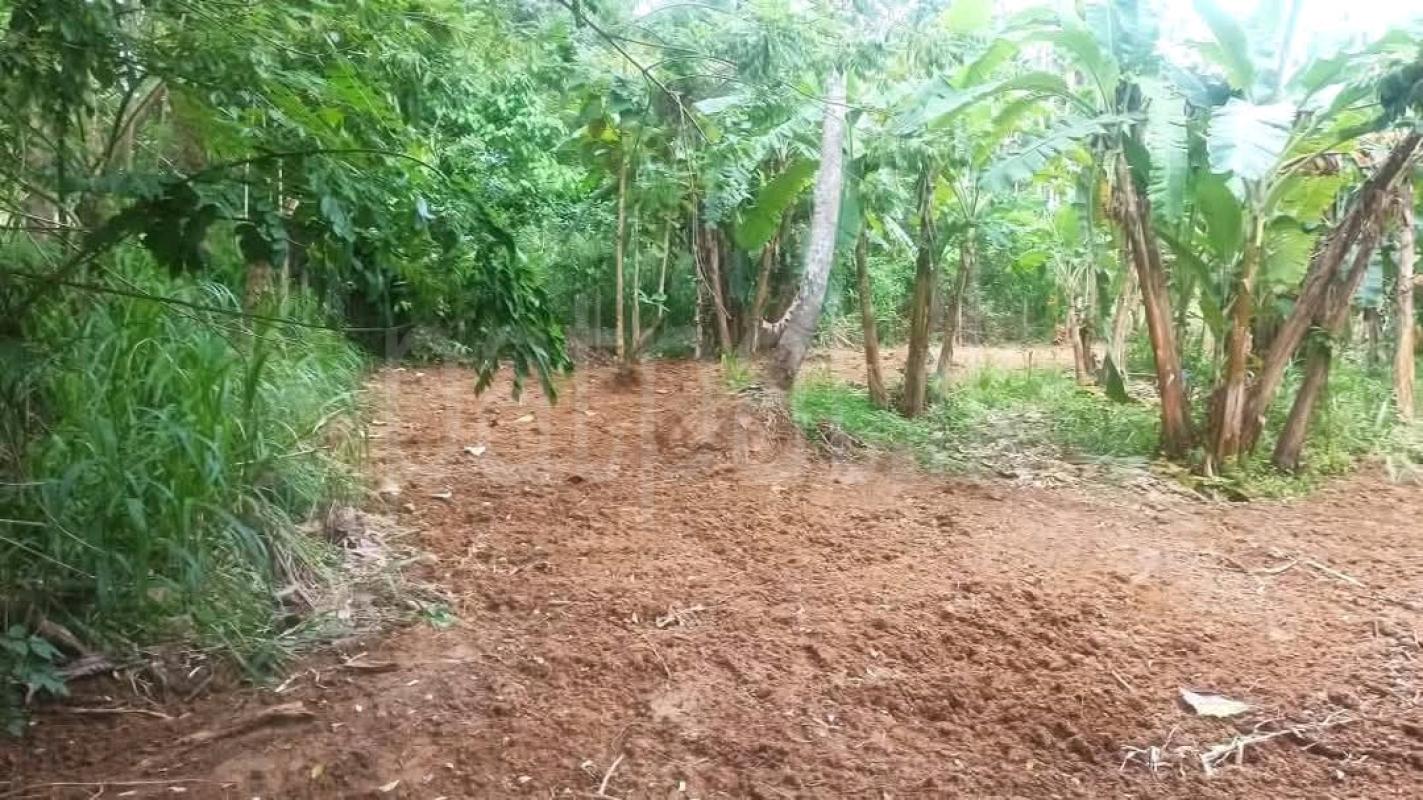 Agricultural Land for Sale in Mirigama ads-image-1