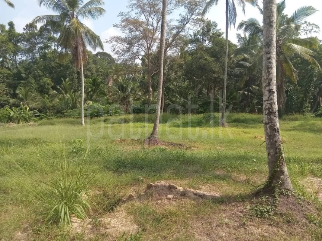 Commercial Land for Sale in Divulapitiya