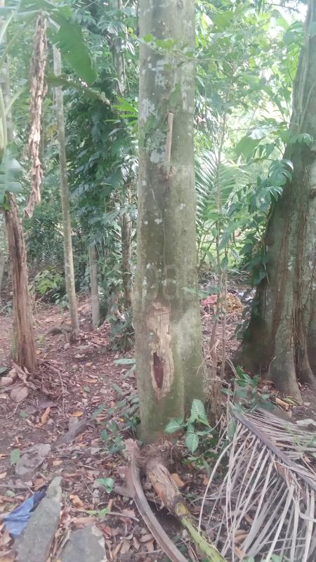 Residential Land for Sale in Kirillawala