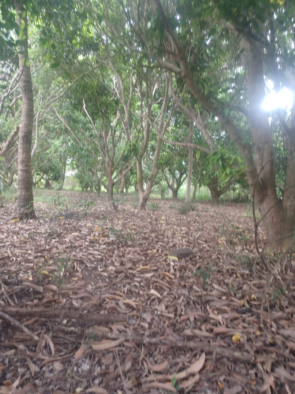 Residential Land for Sale in Pulastigama