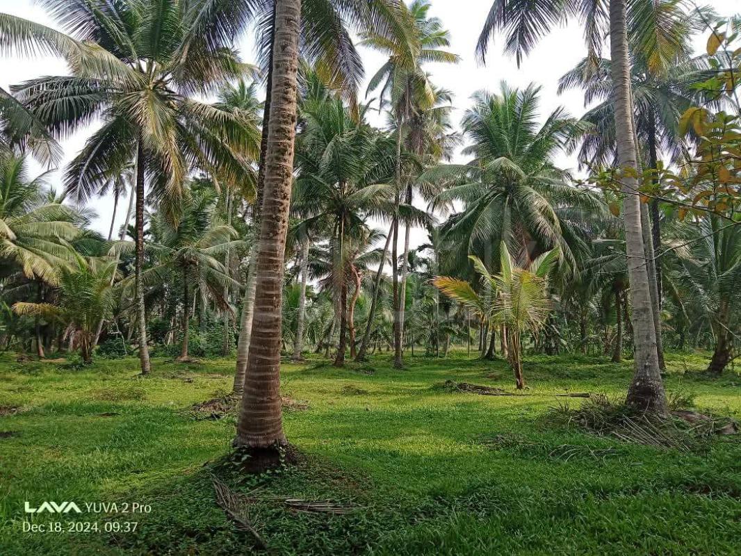 Agricultural Land for Sale in Katupota