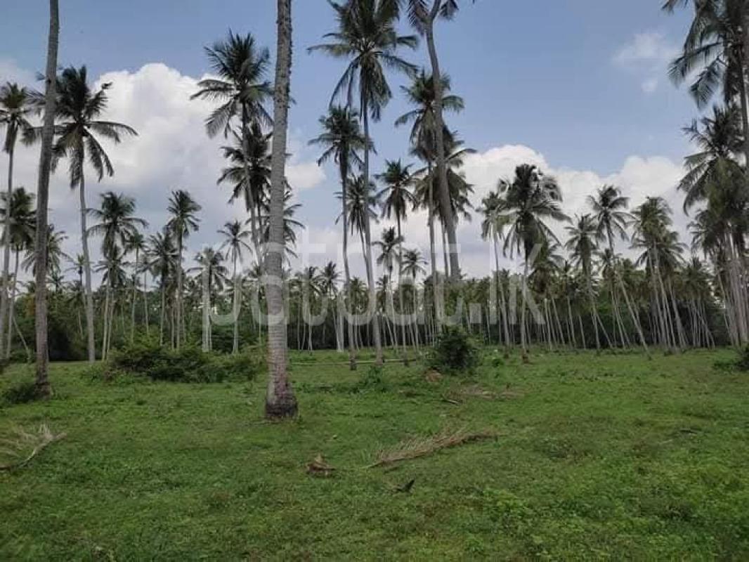 Agricultural Land for Sale in Wariyapola