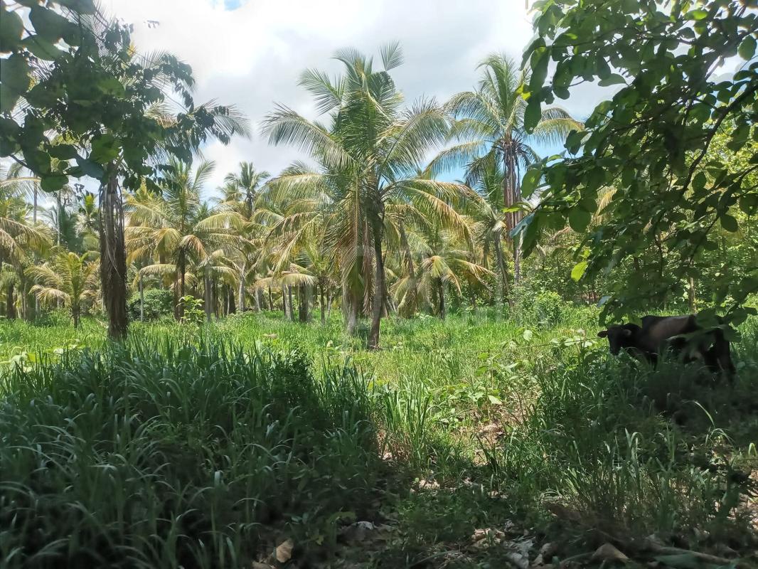 Agricultural Land for Sale in Kurunegala