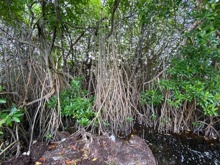 Commercial Land for Sale in Negombo ads-image-1