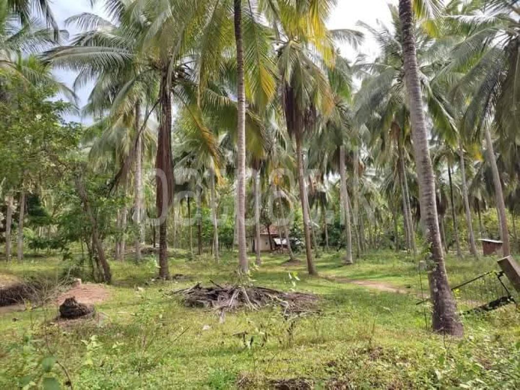 Agricultural Land for Sale in Wellawa