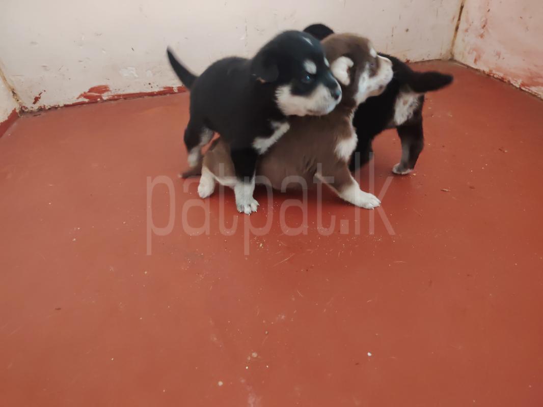 Advertisement image 3