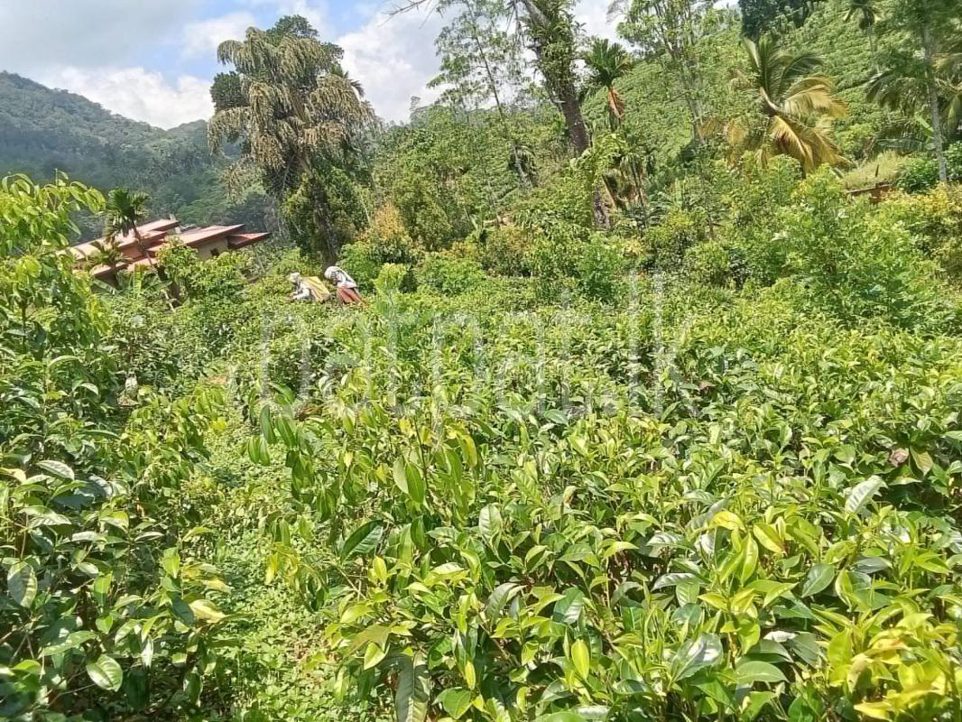 Agricultural Land for Sale in Deniyaya