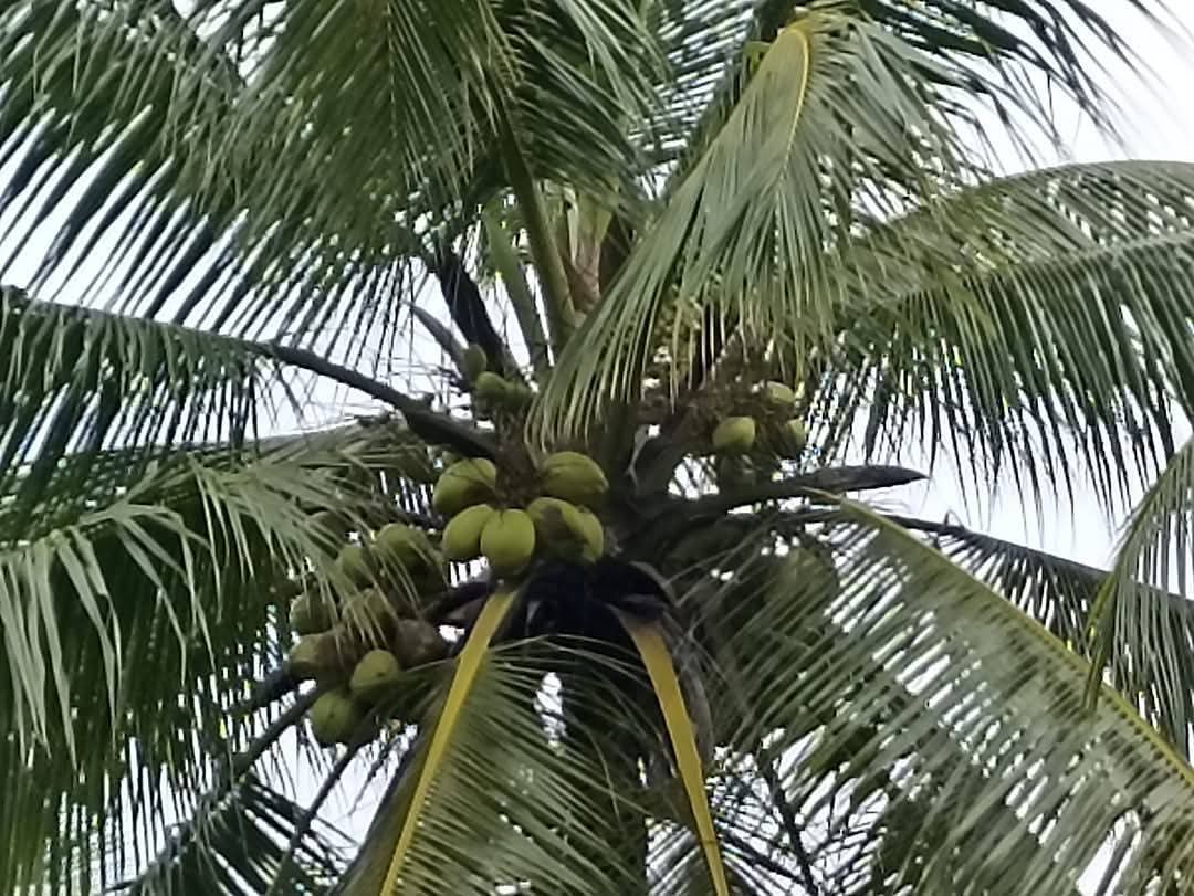 Agricultural Land for Sale in Puttalam