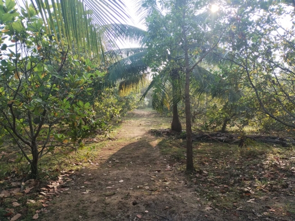 Agricultural Land for Sale in Puttalam