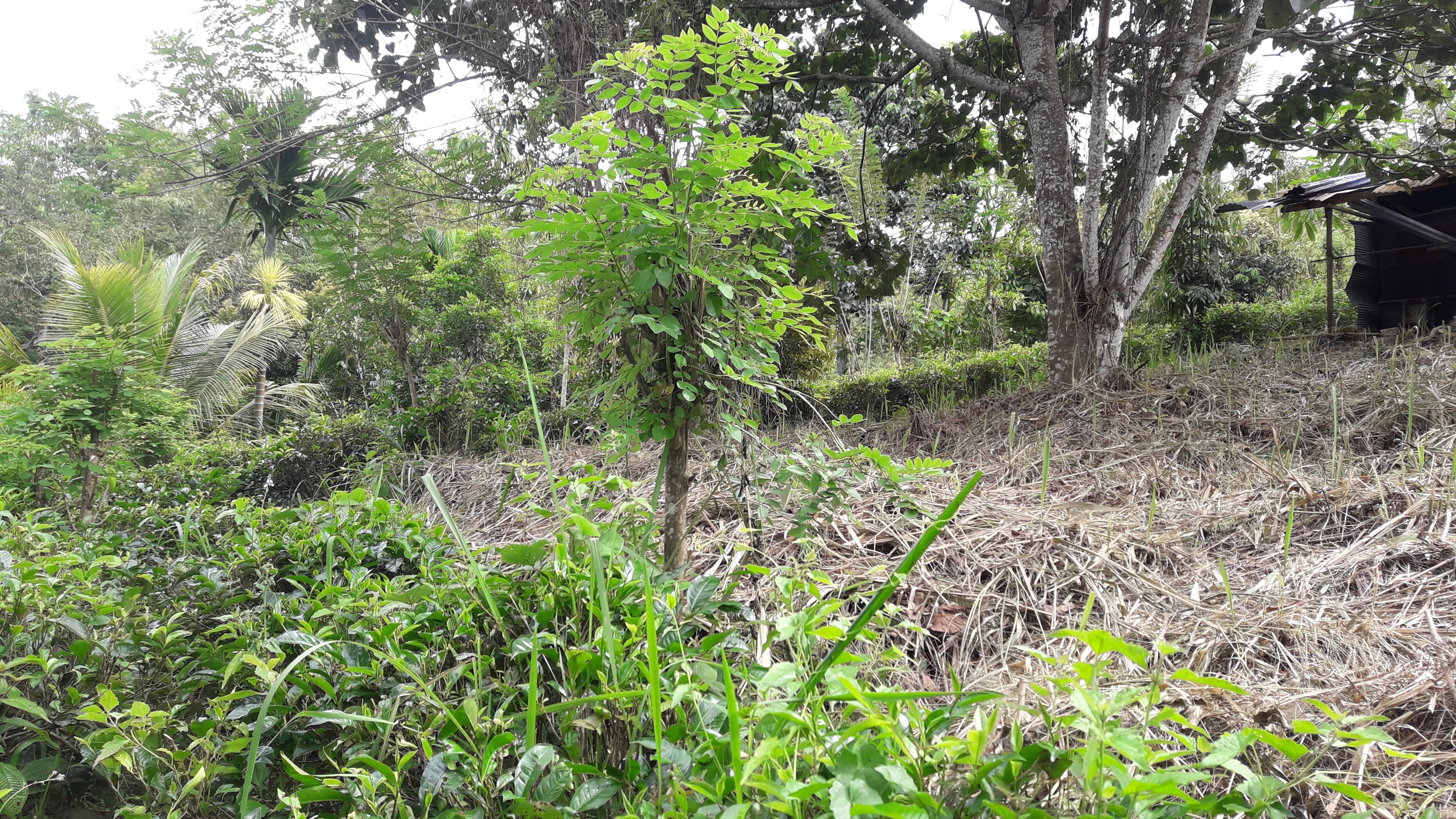 Agricultural Land for Sale in Gampola
