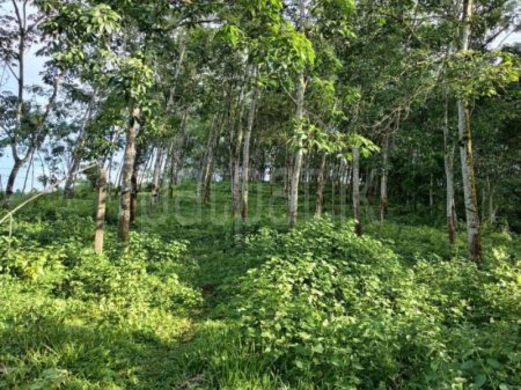 Agricultural Land for Sale in Pujapitiya