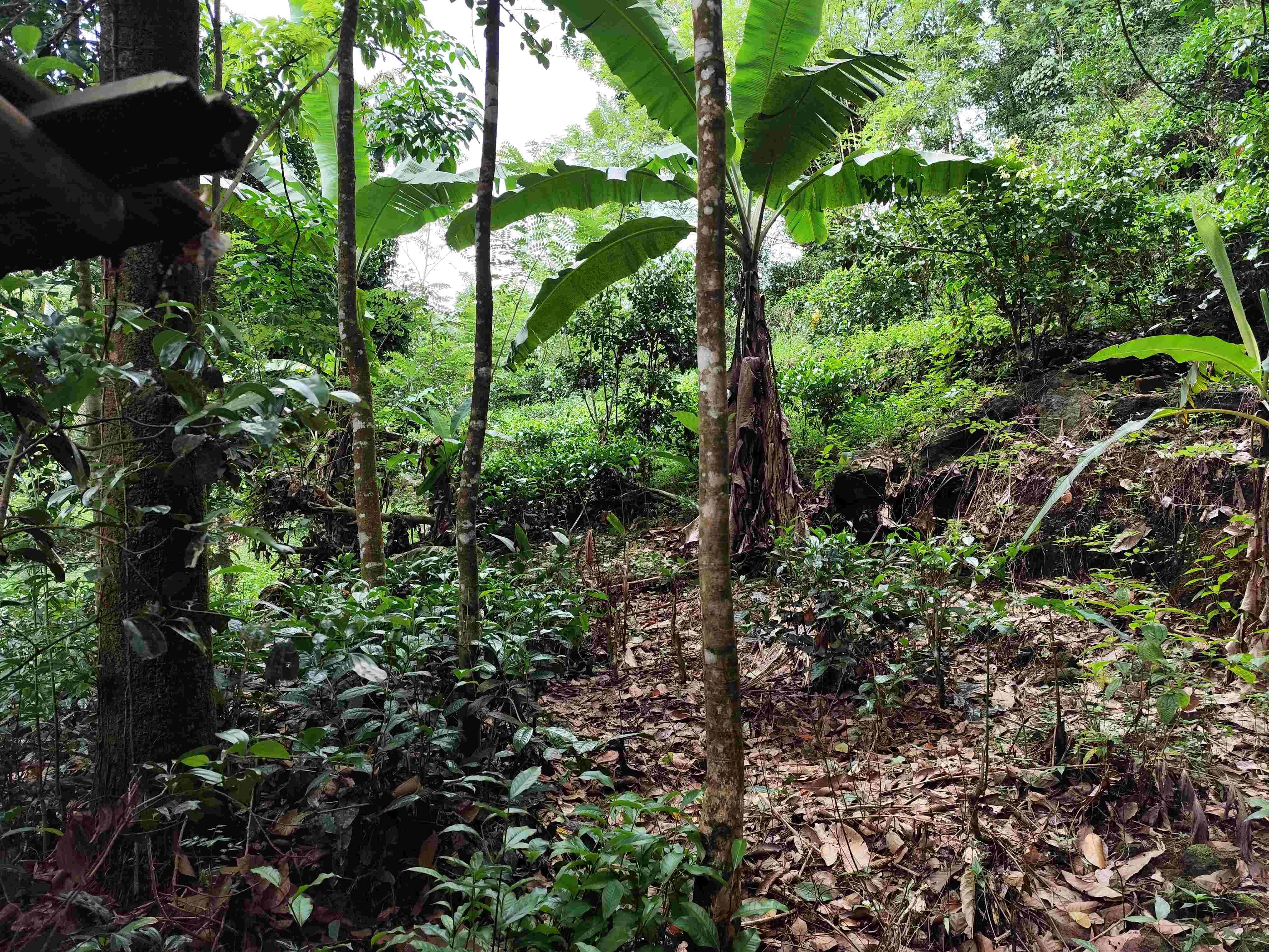 Agricultural Land for Sale in Elpitiya