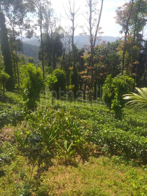 House for Sale in Hali Ela