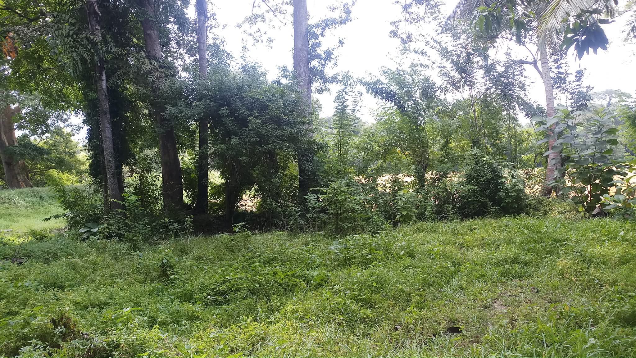 Agricultural Land for Sale in Wariyapola ads-image-1