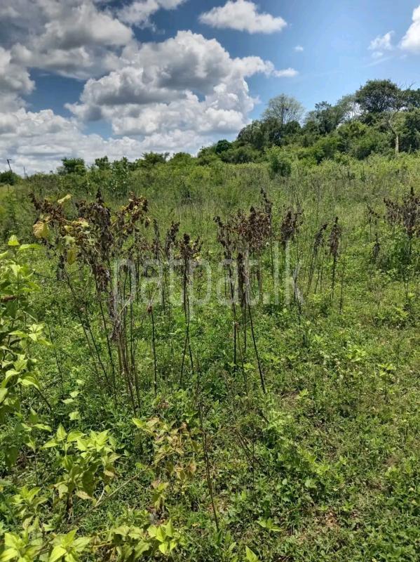 Agricultural Land for Sale in Panadura