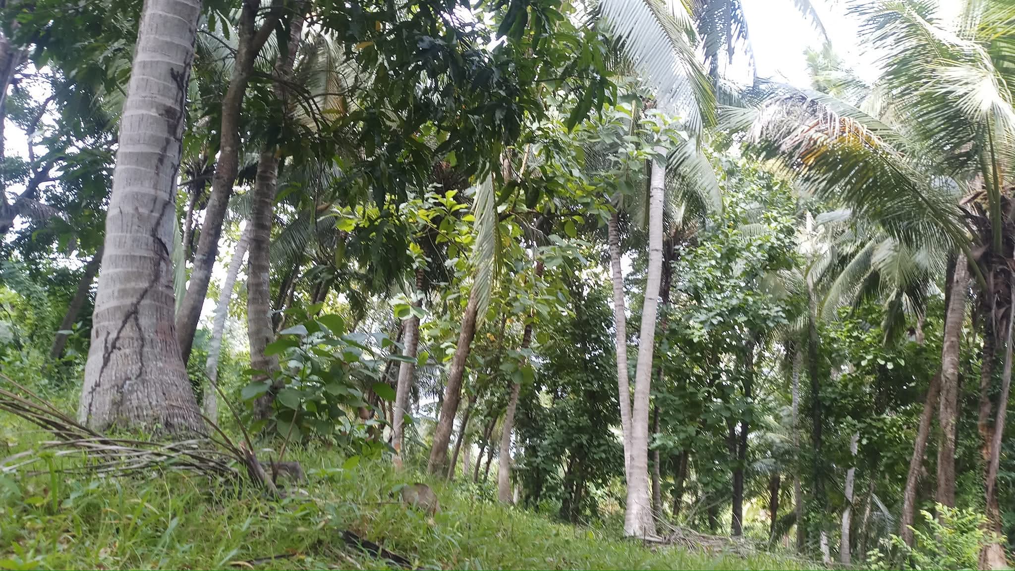 Agricultural Land for Sale in Wariyapola