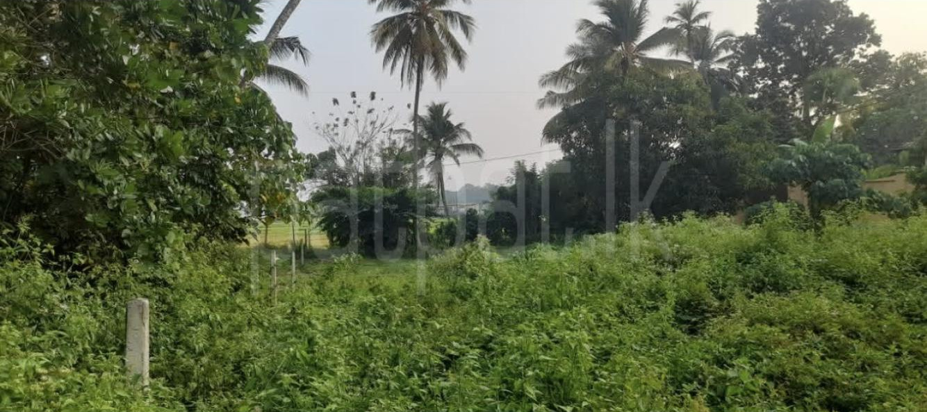 Agricultural Land for Sale in Wanchawela ads-image-1