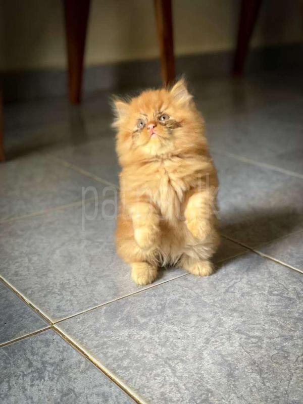 Advertisement image 8